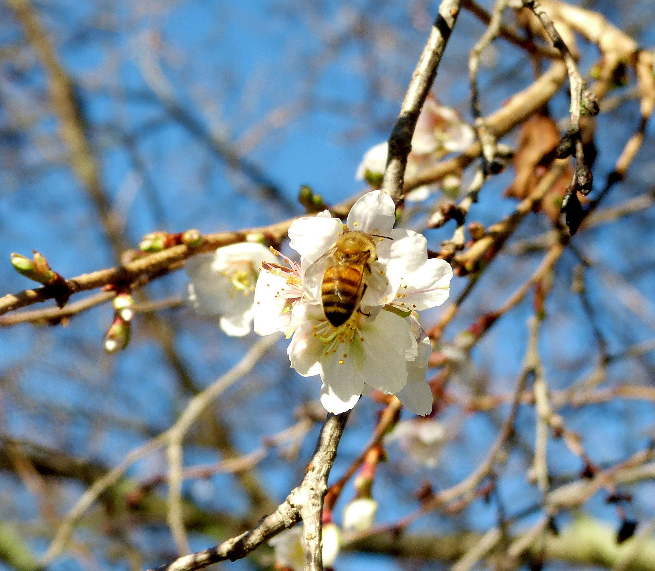 Out of season bloom on a Fugi Cherry in the Rose Garden attracted a hardy honey bee