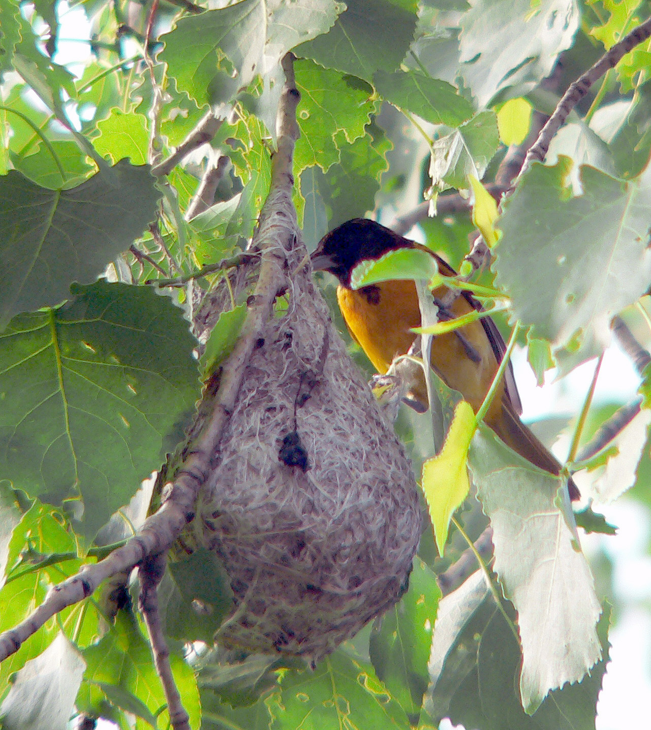 Male Baltimore Oriole at nest. These woven nests are so sturdy they often last through the  entire year.