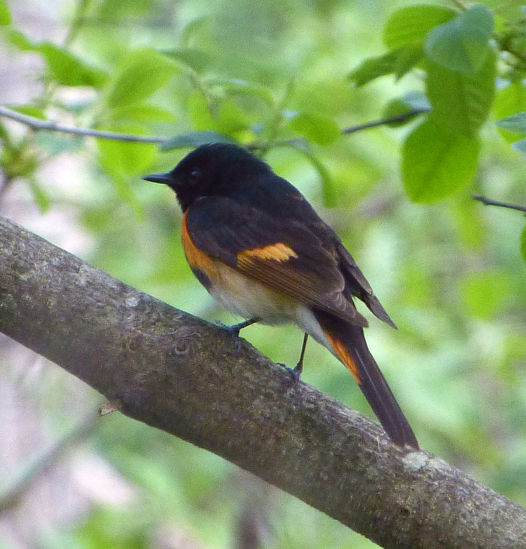 American Redstart, male. The bird we had today was a less colorful female.