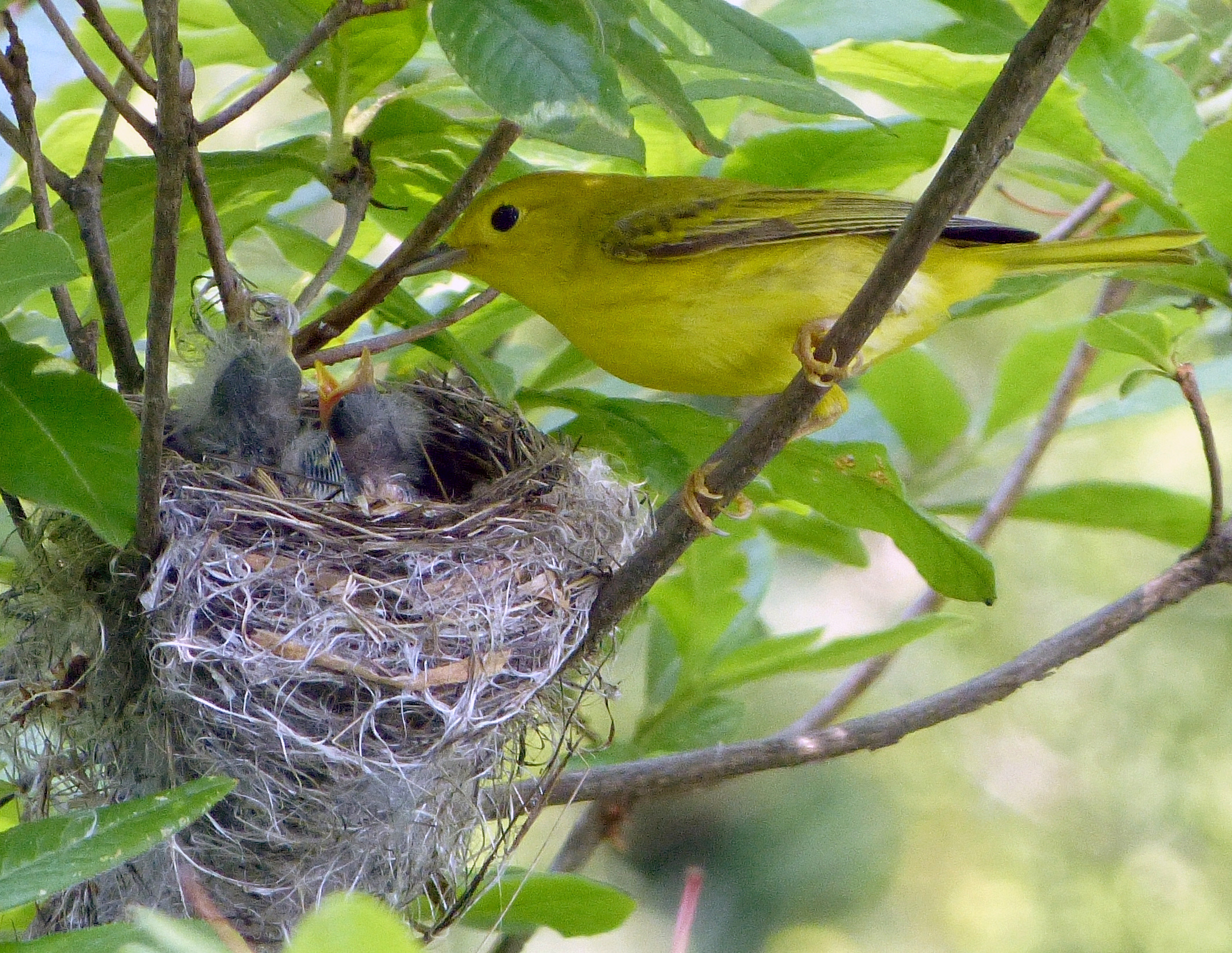 This female Yellow Warbler has at least three mouths to feed