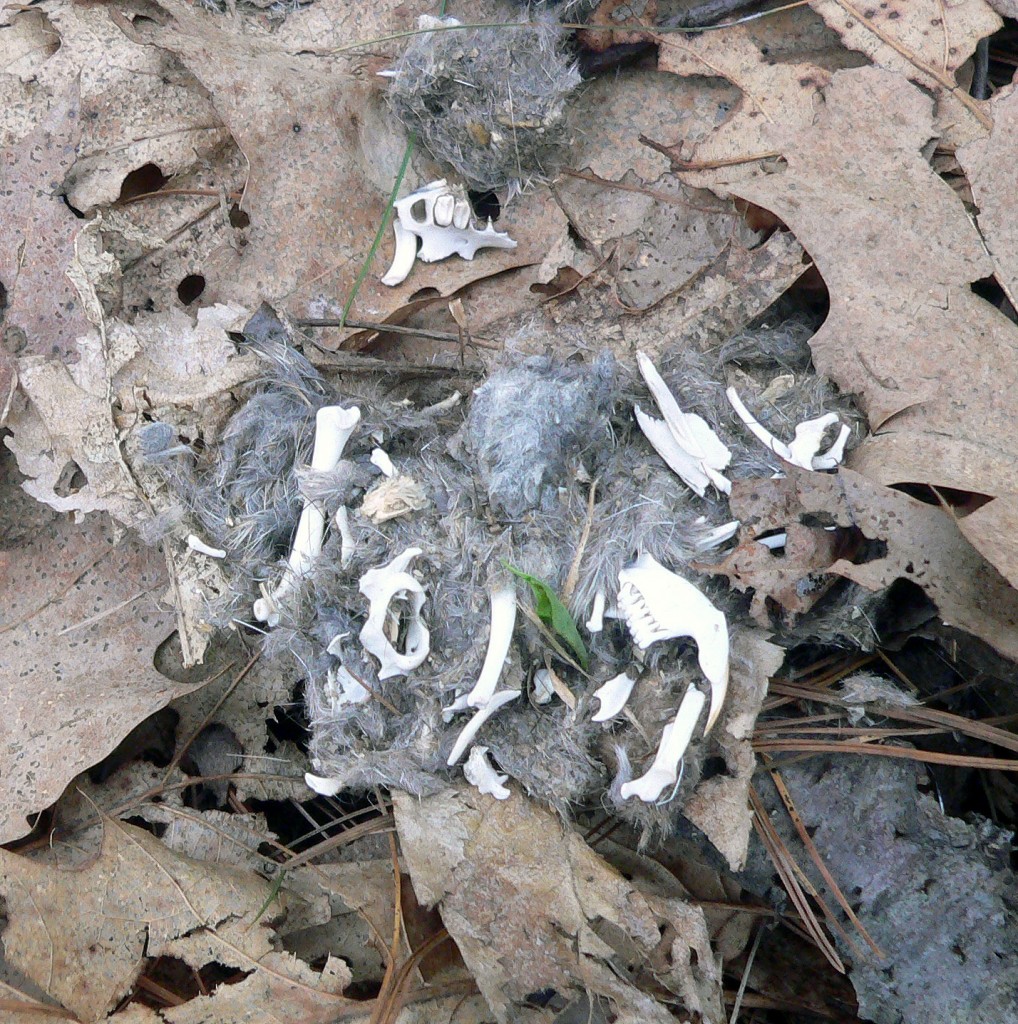 Opened Owl Pellet Photo Bob Mayer