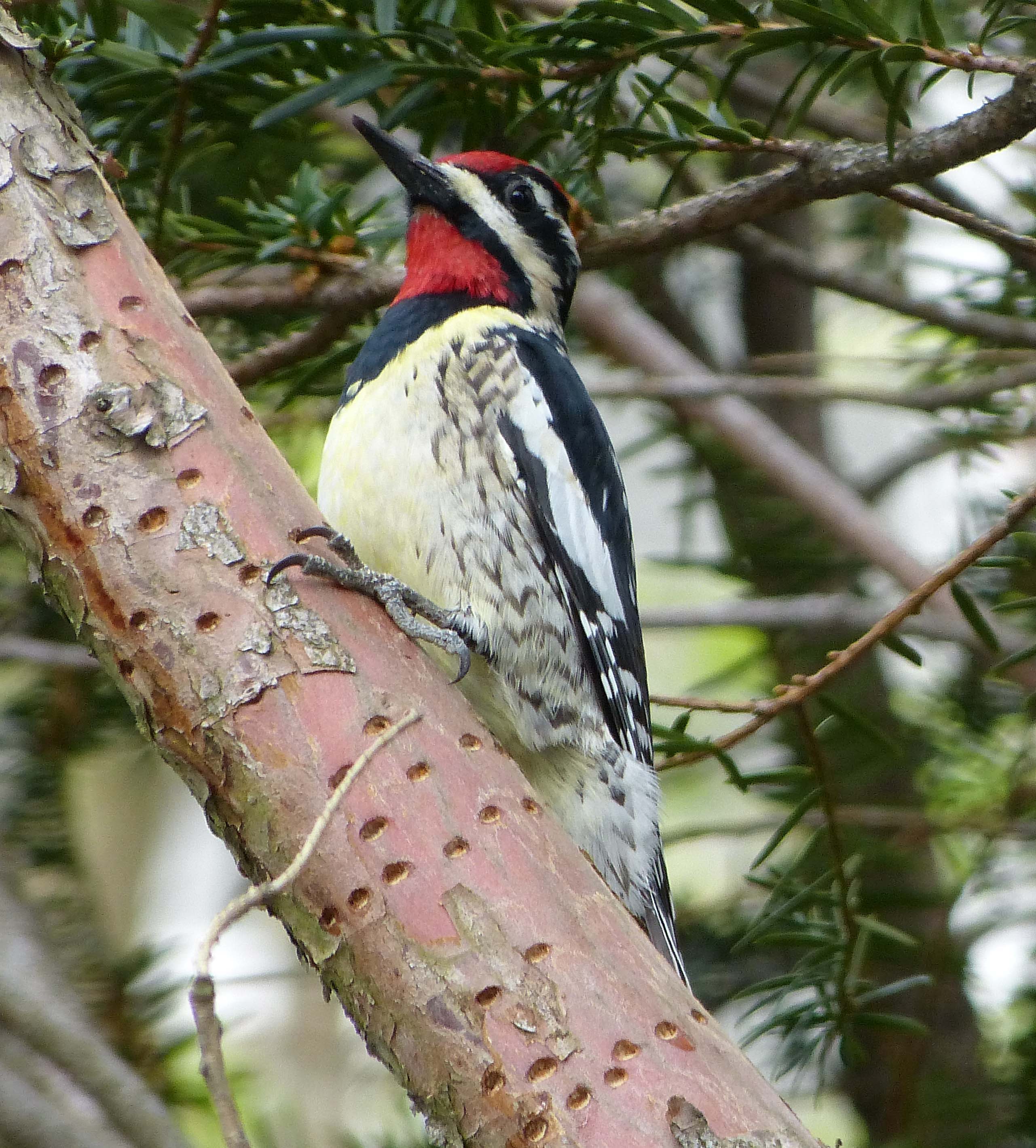 Yellow-Bellied Sapsucker (male) showing the diagnostic white bar on the wings and subtle yellow cast to the breast. The lines of small holes in the branch are typical of this birds feeding habit.