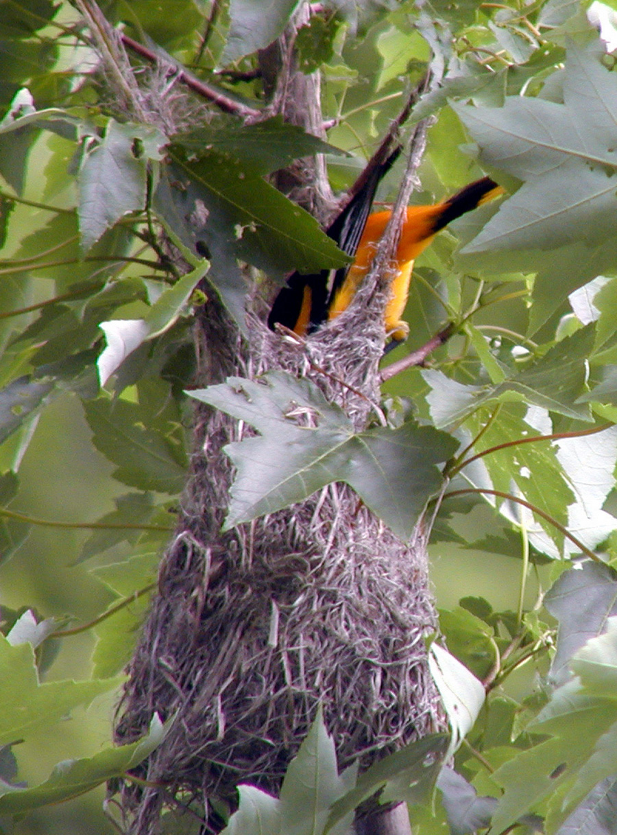 Male Baltimore Oriole feeding young in a nest.