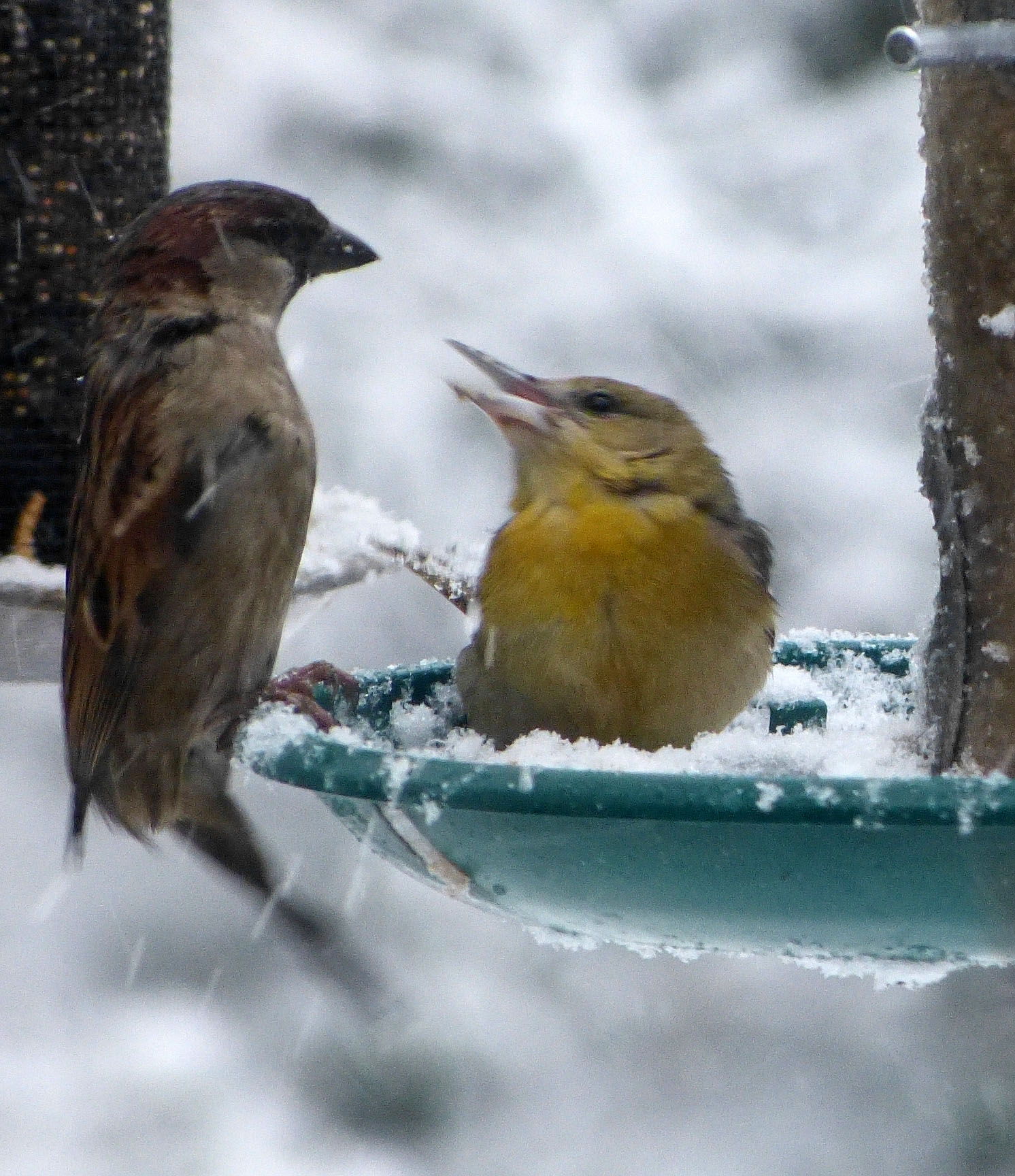 Female Baltimore Oriole at my feeder, defending her territory from an aggressive House Sparrow during the big storm.