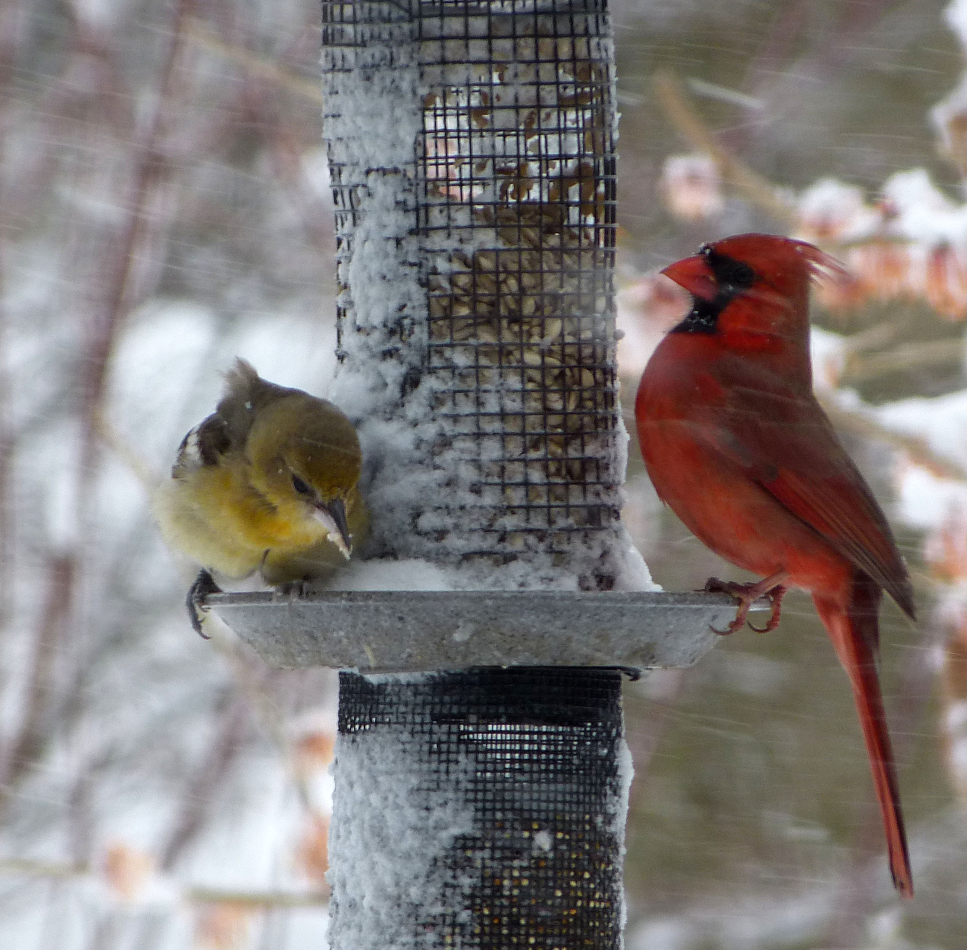Baltimore Oriole, female next to a male Northern Cardinal.