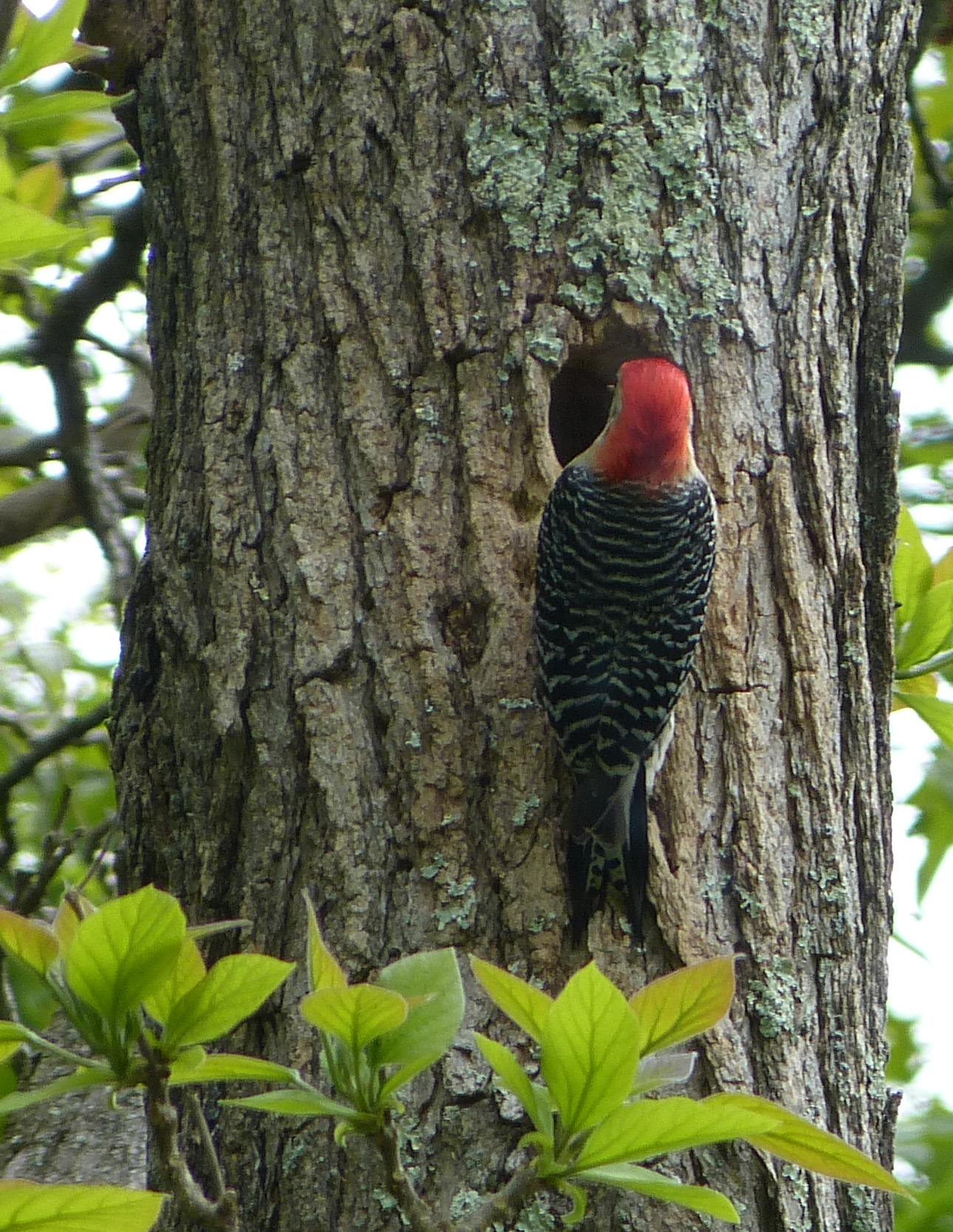 Male Red-bellied Woodpecker at nest hole