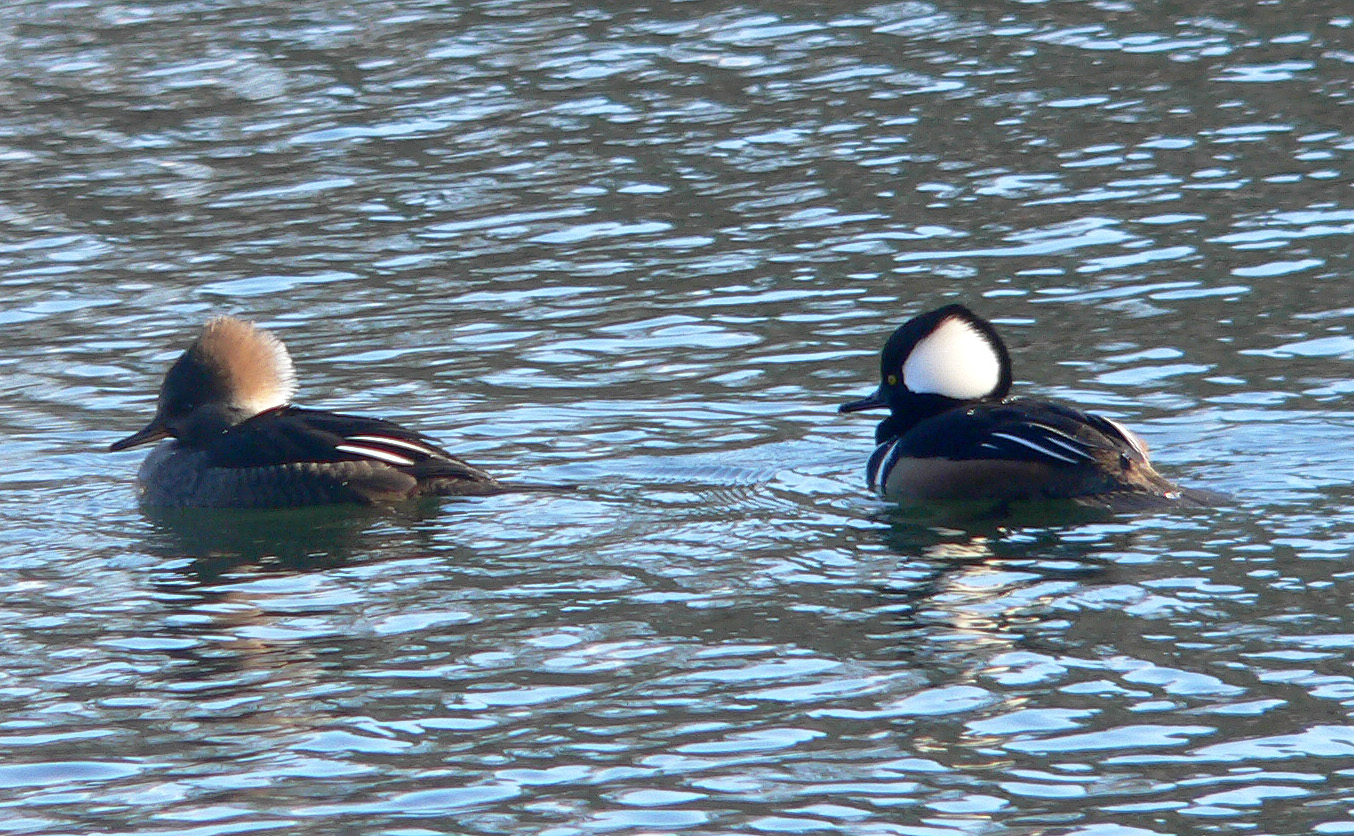 A female Hooded Merganser leading a male.