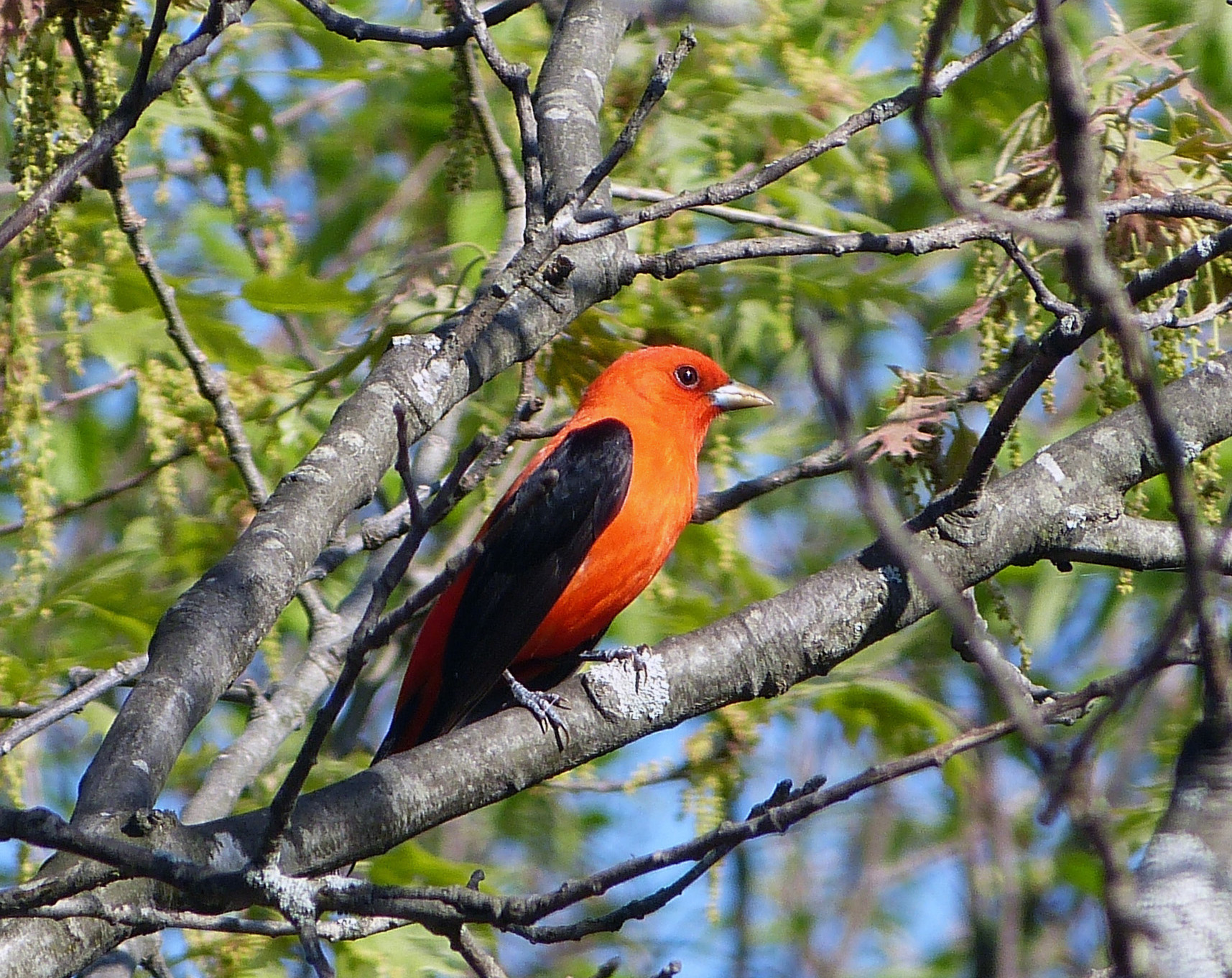 Scarlet Tanager, male.