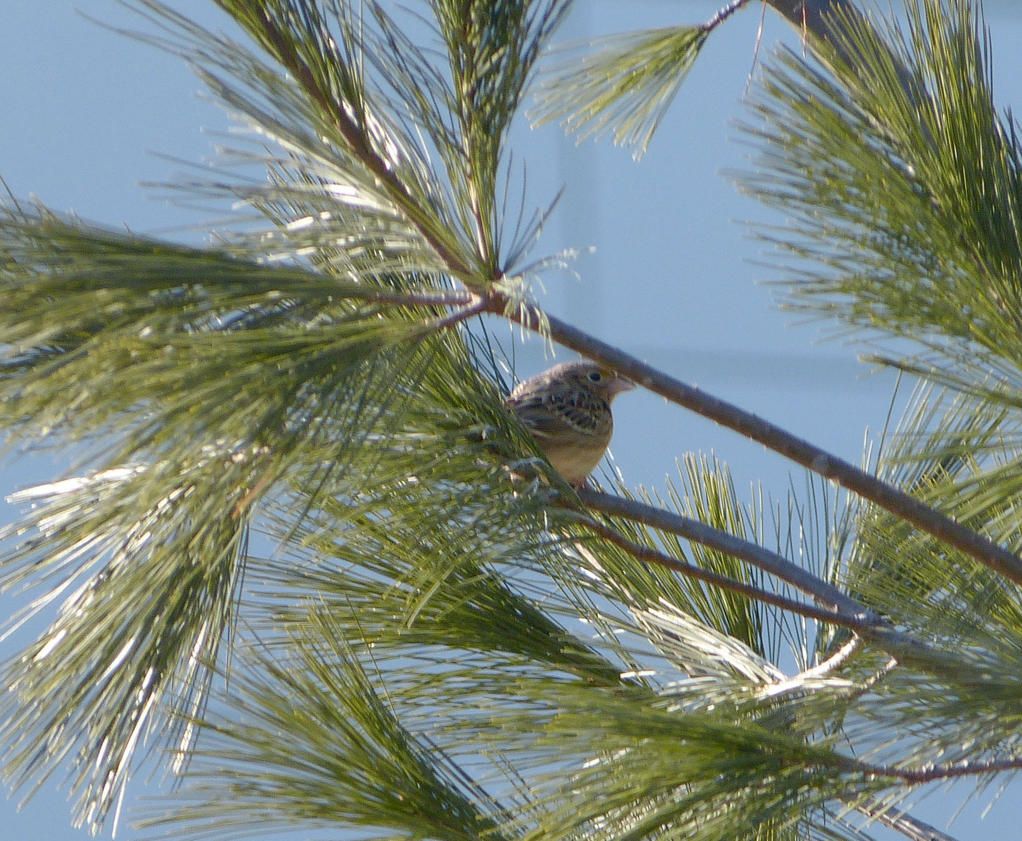 Grasshopper Sparrow