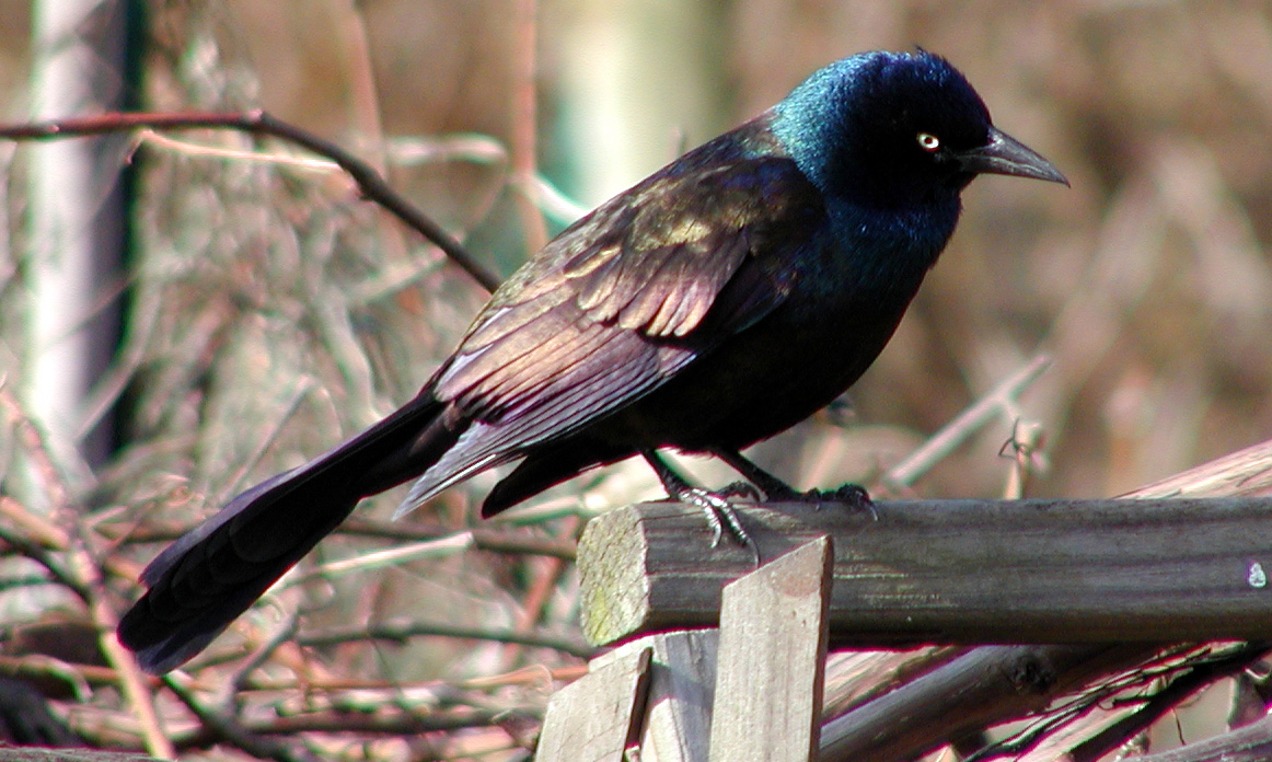 Common Grackle