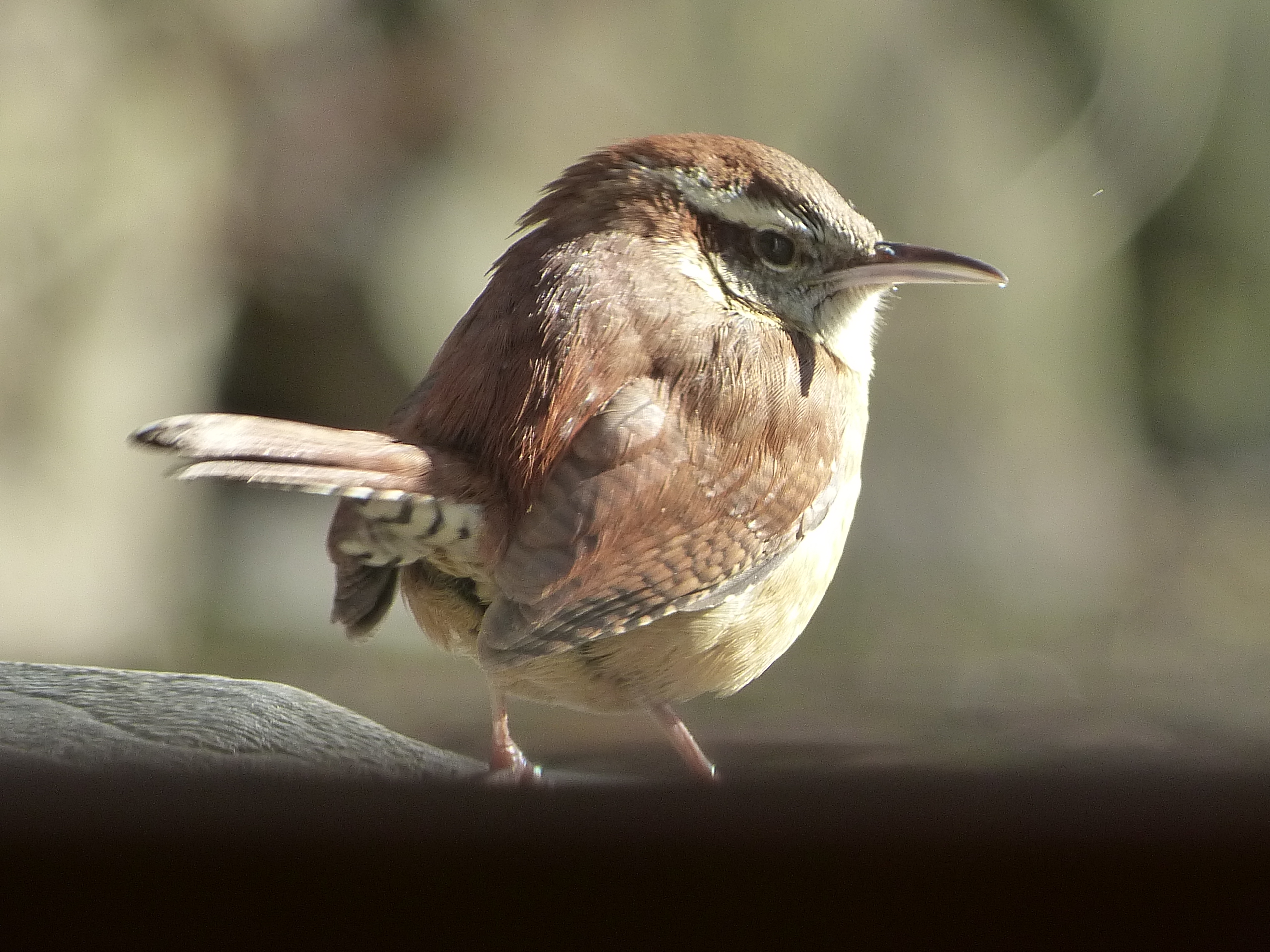 Disgruntled Carolina Wren