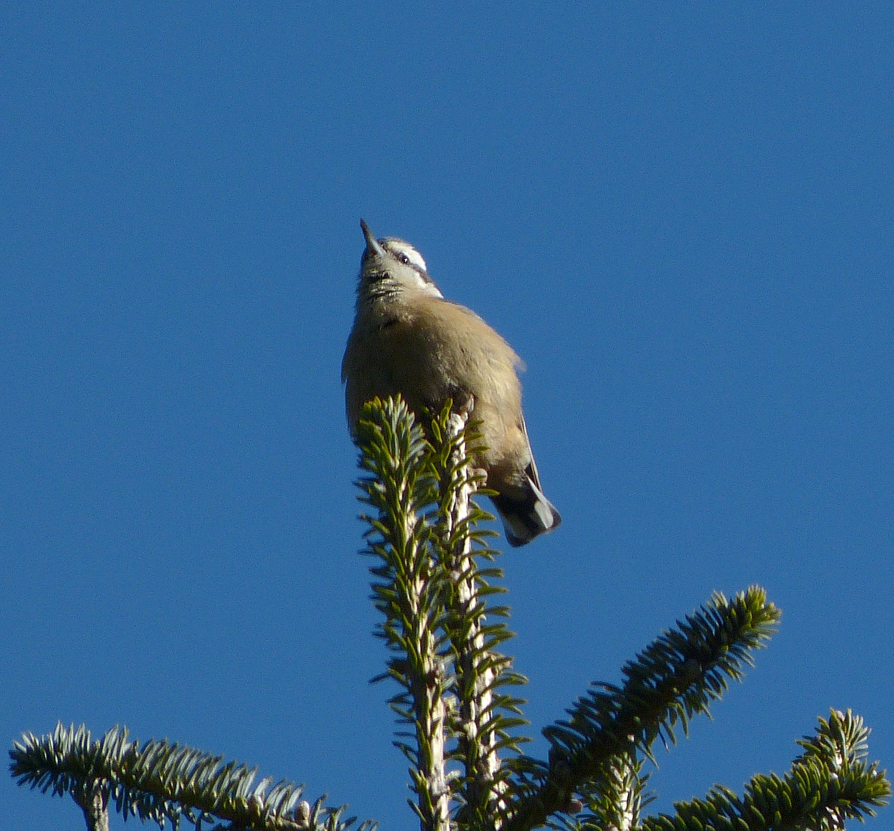 Red-breasted Nuthatch