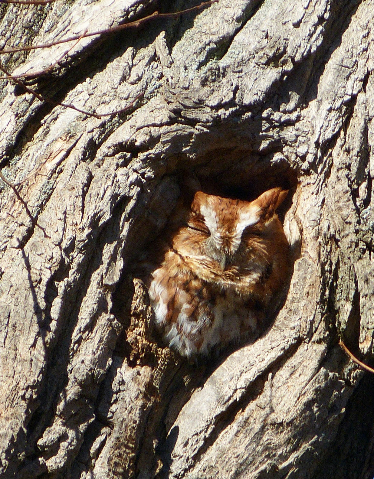 Rufous Morph Eastern Screech-owl