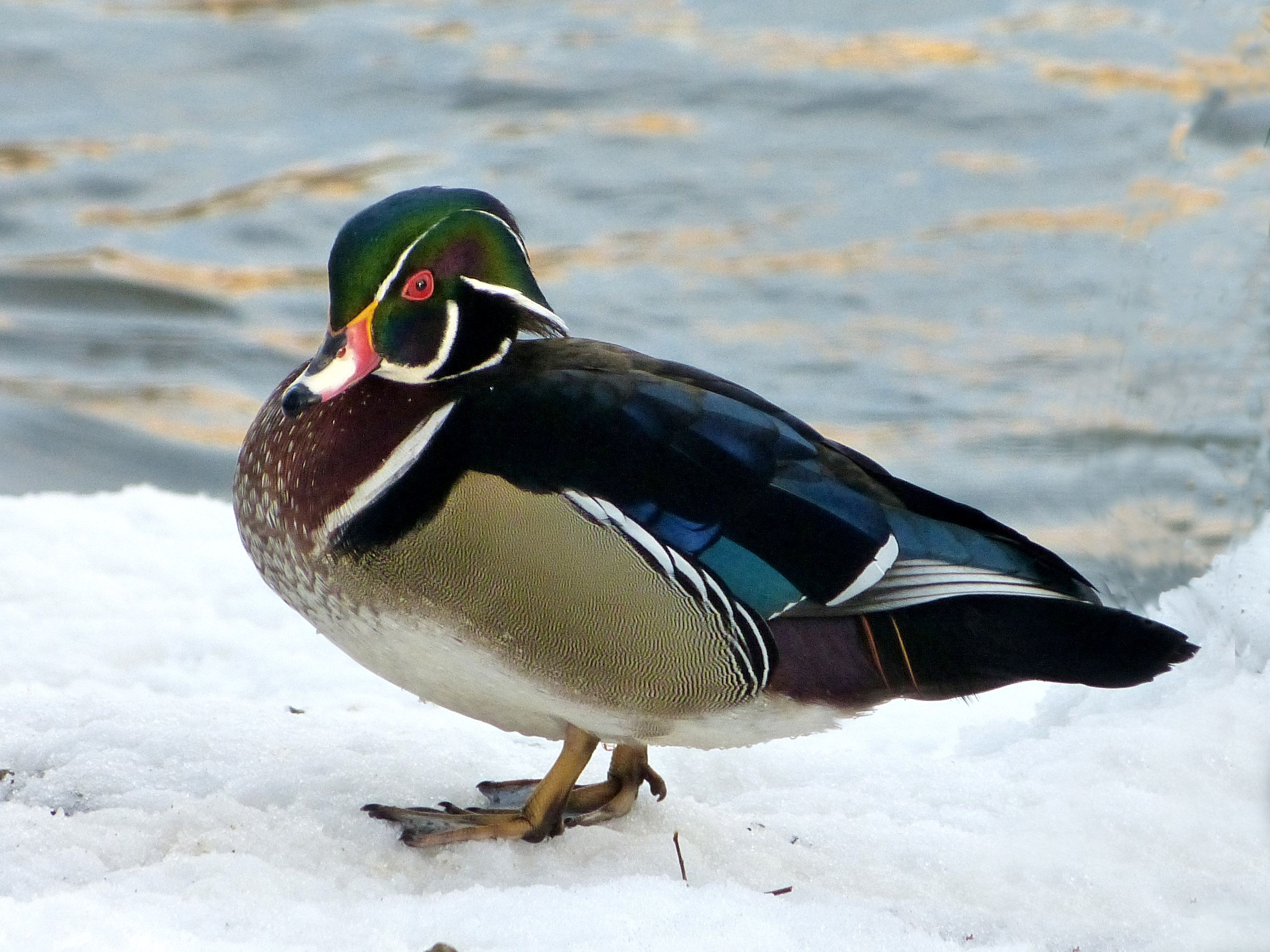 Male Wood Duck