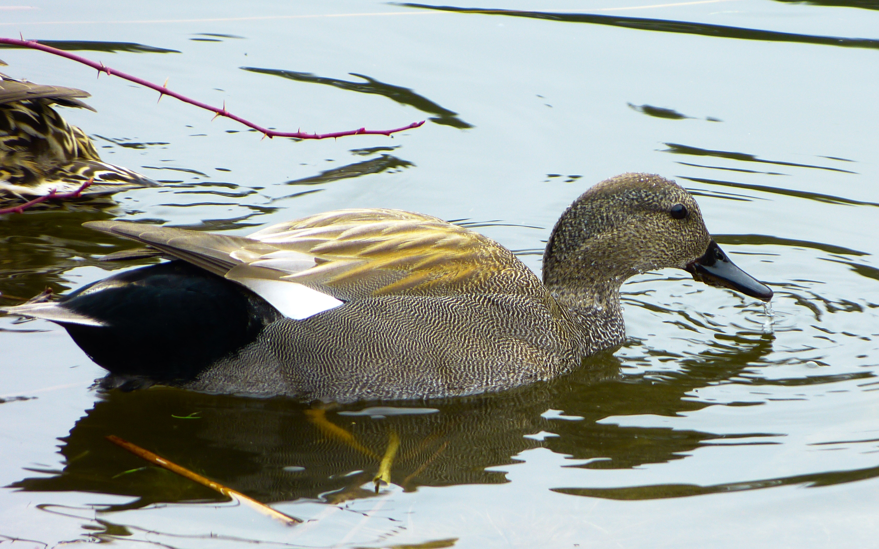 Gadwall, male