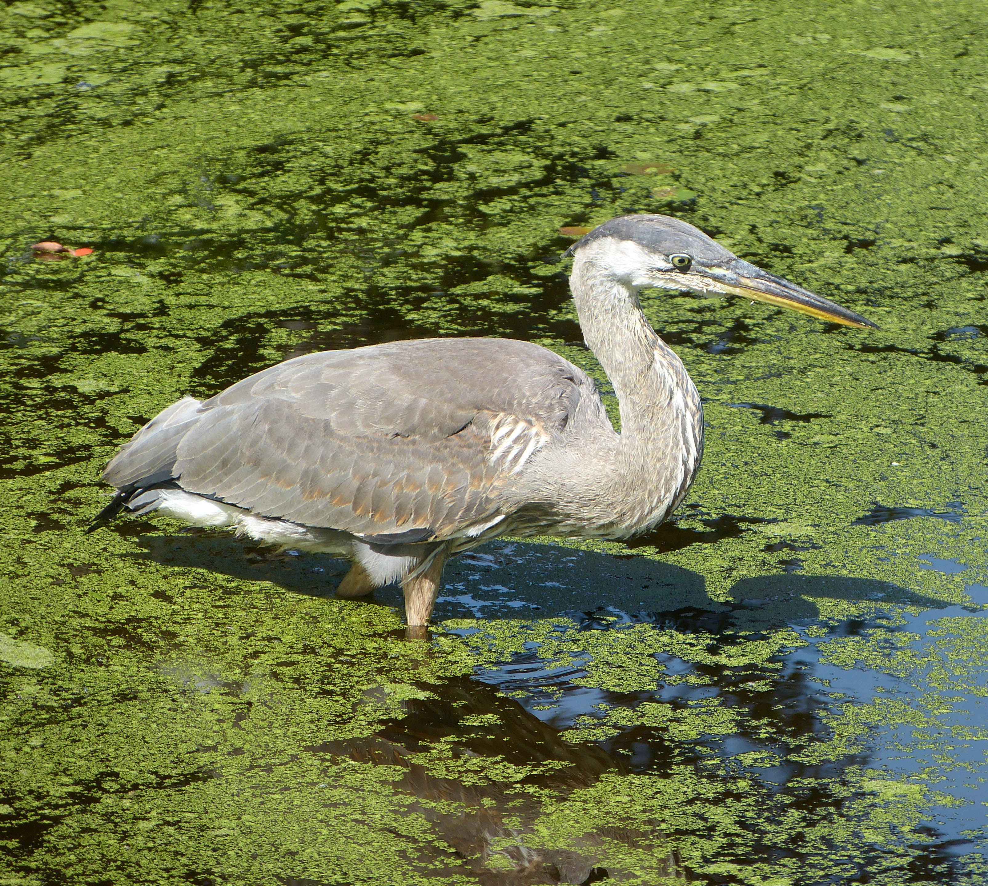 Juvenile Great Blue Heron on Rehder Pond at the Arnold Arboretum