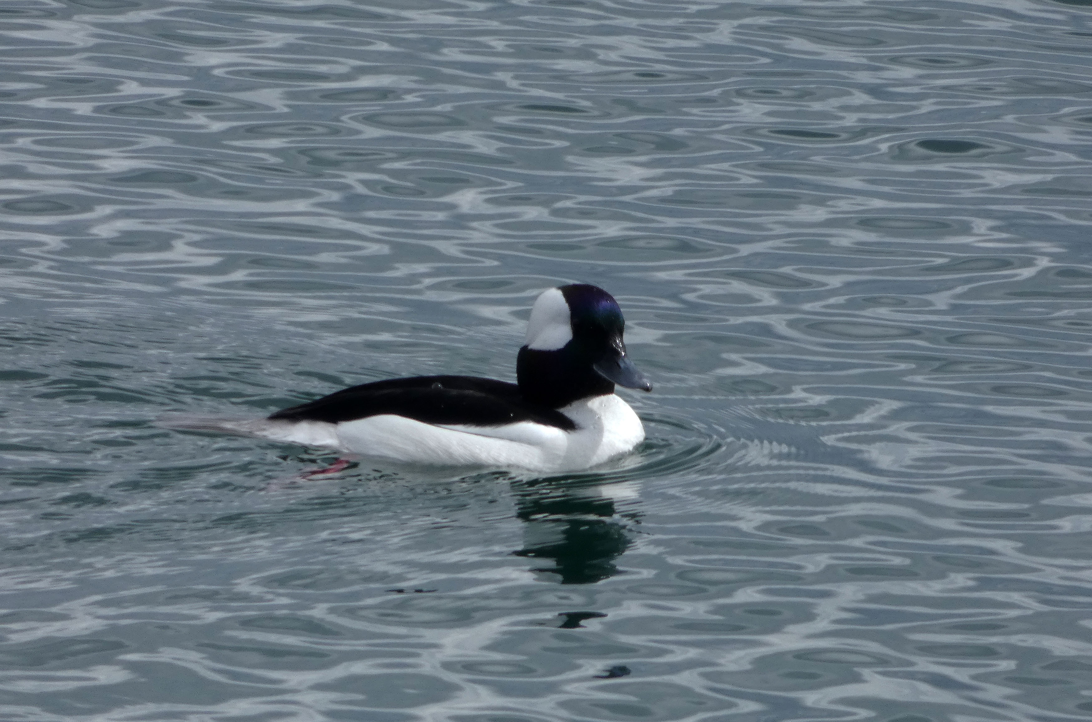 Rare Birds & Odd Ducks at Jamaica Pond Arbotopia