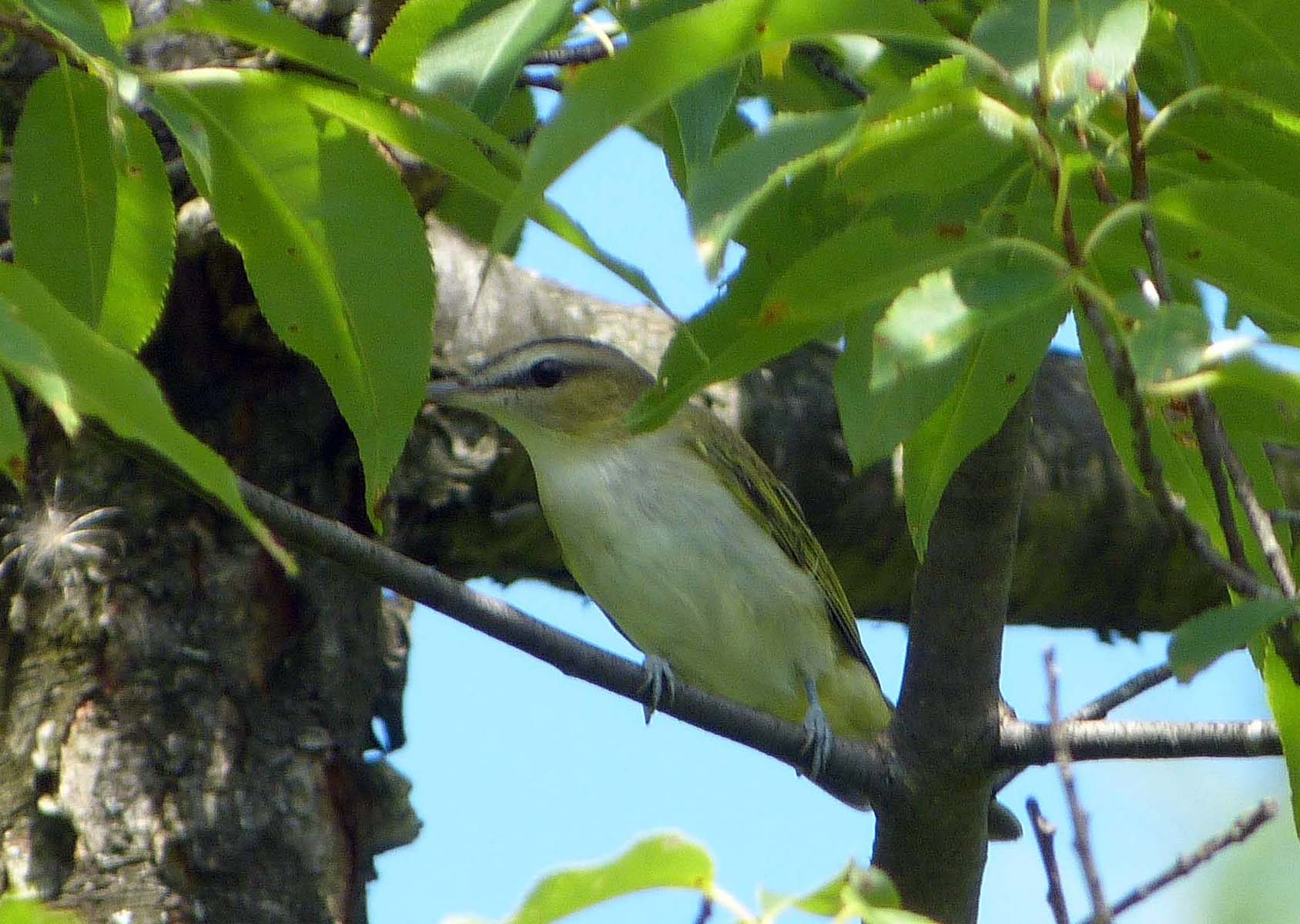 Red-eyed Vireo