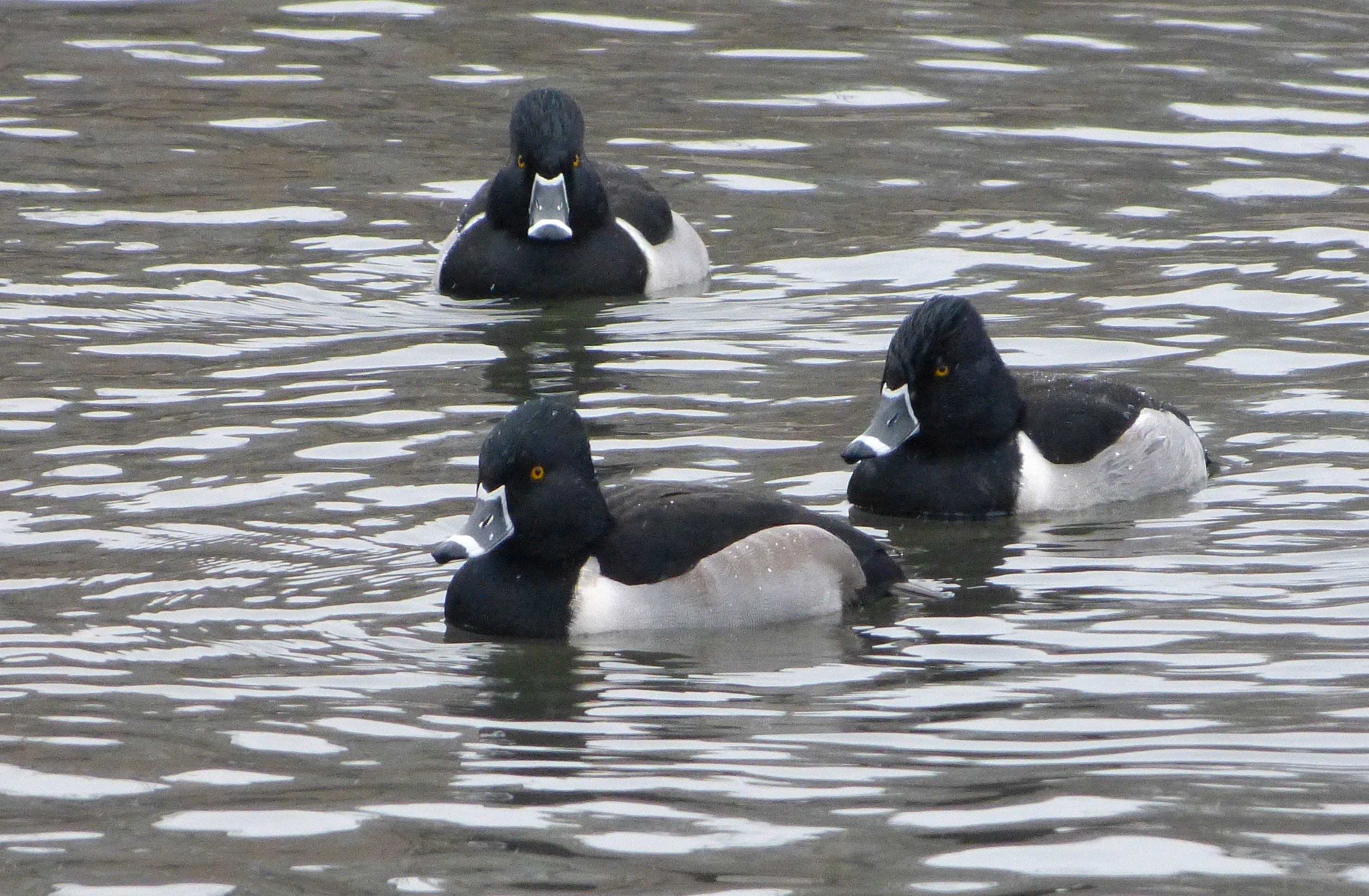 Male Ring-necked Ducks. Why isn’t this bird named Ring-billed Duck?