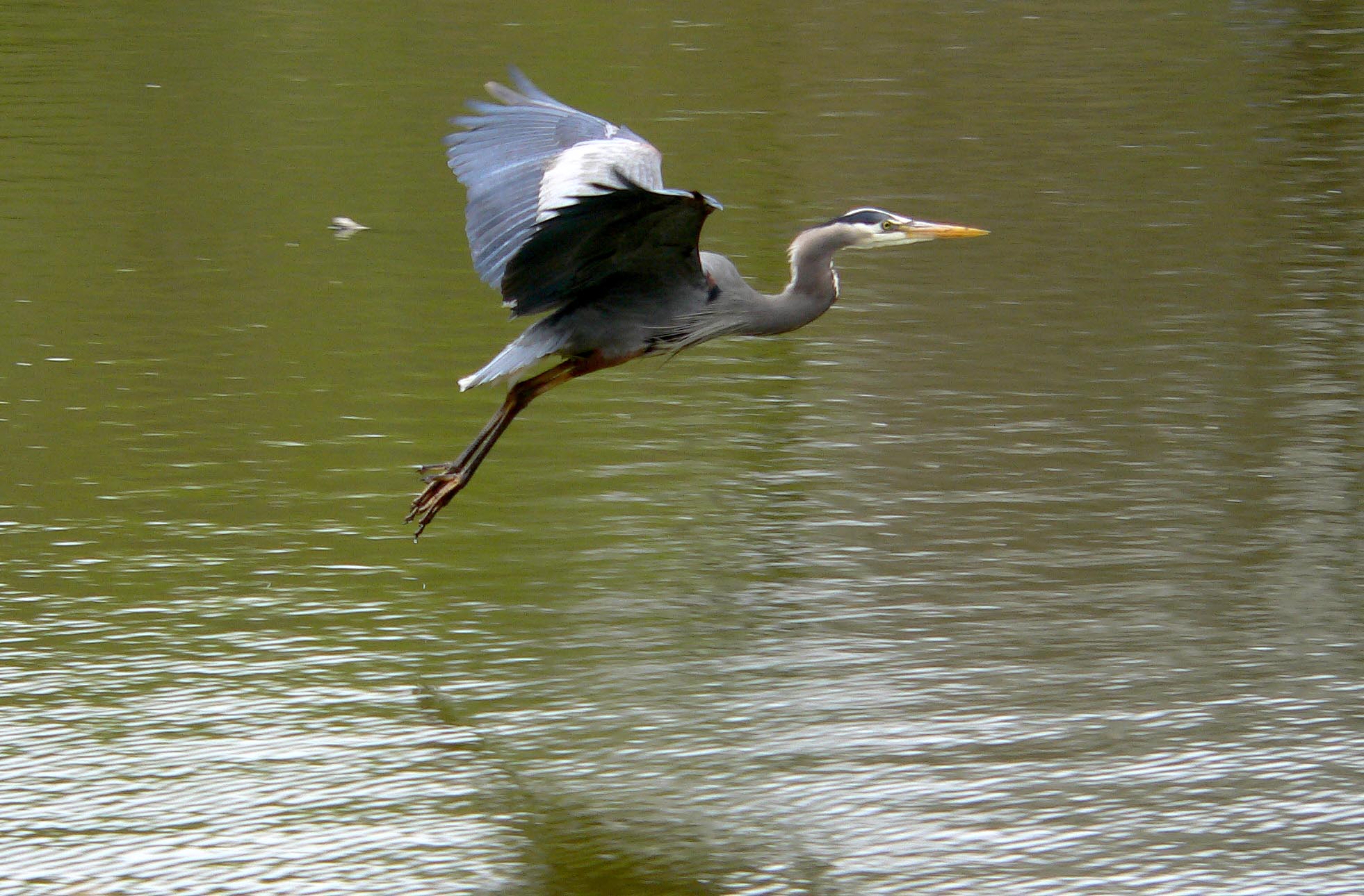 Adult Great Blue Heron