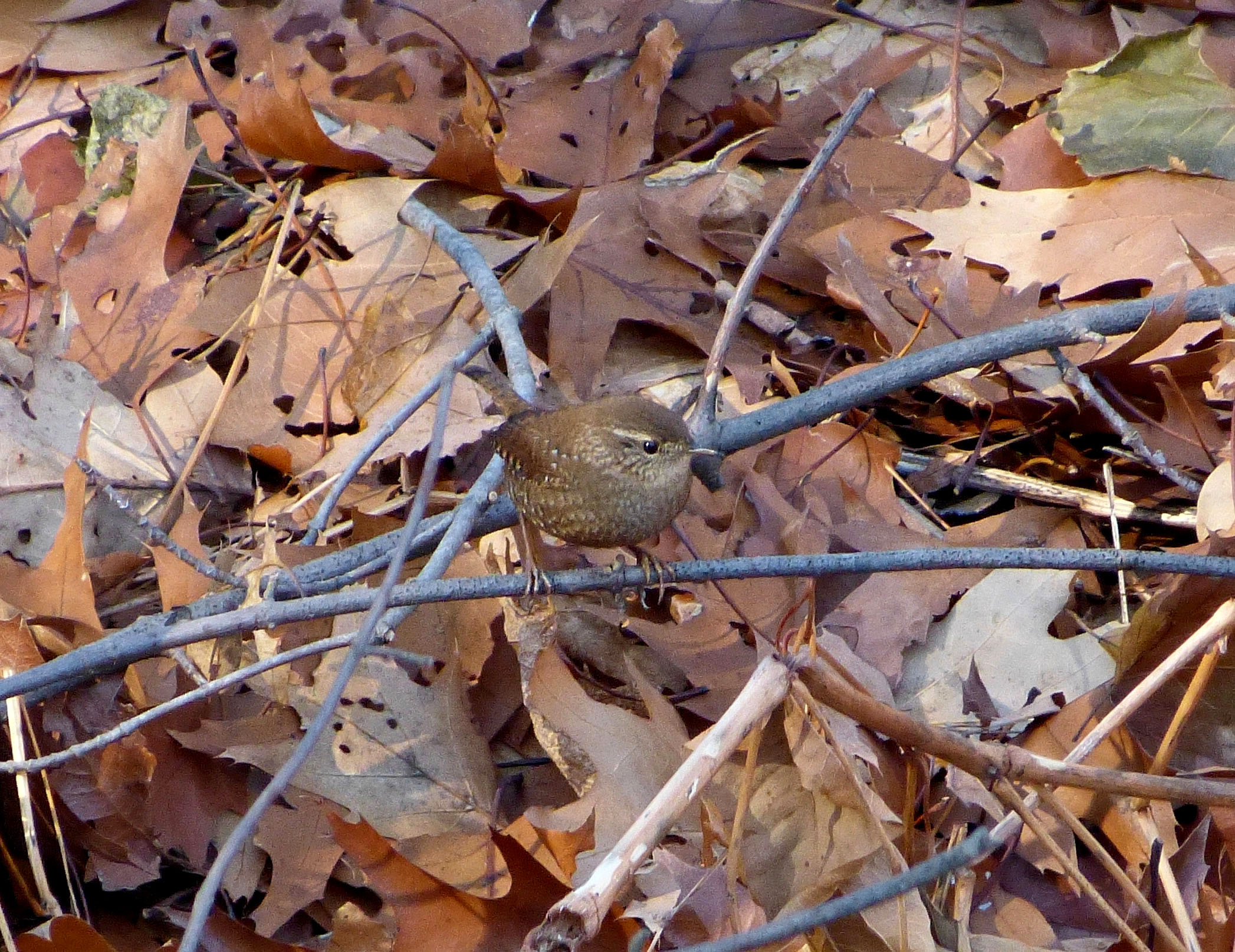 Winter Wren. This bird is only a little more than three inches in length.  At nine grams, you could mail three of them with a single first class stamp!