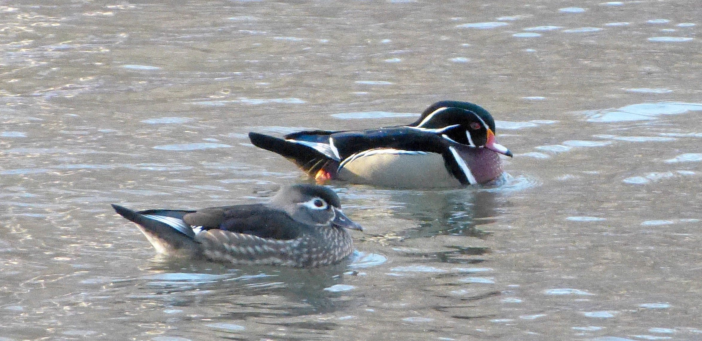 Male (top) and female Wood Ducks