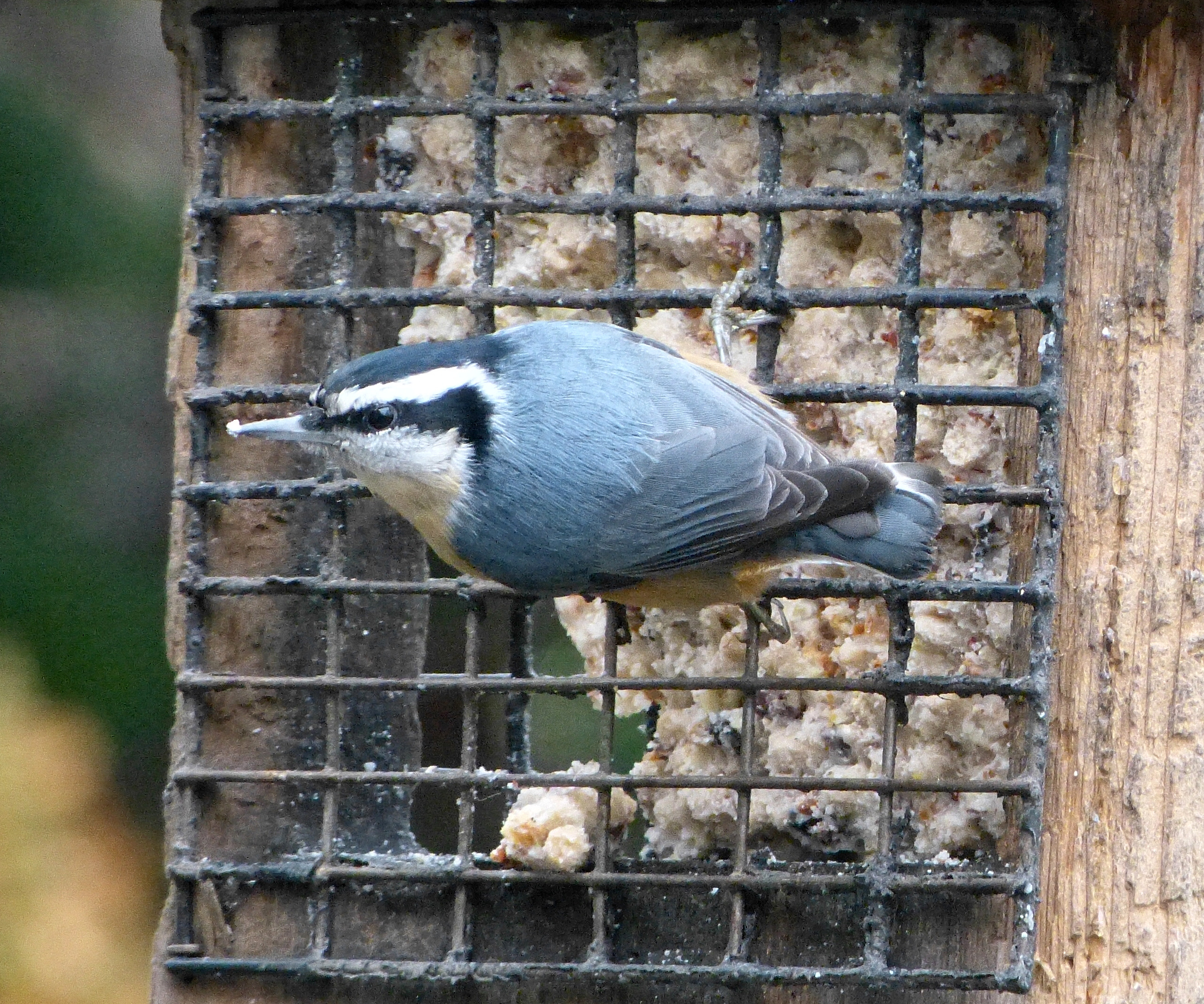 This male Red-breasted Nuthatch is enjoying the suet at the Hunnewell feeders