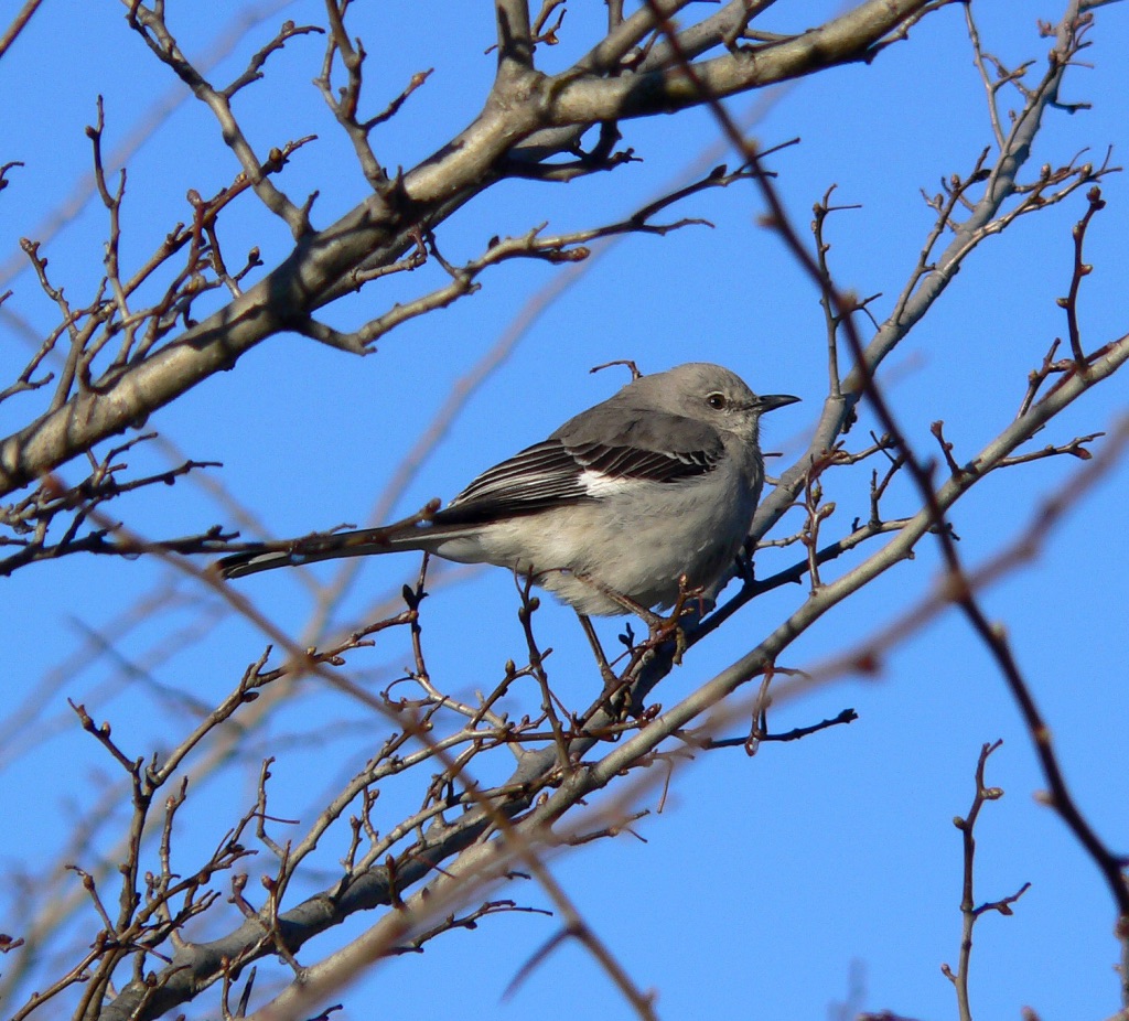 This image shows the whitewing patch and long tail distinctive of this species